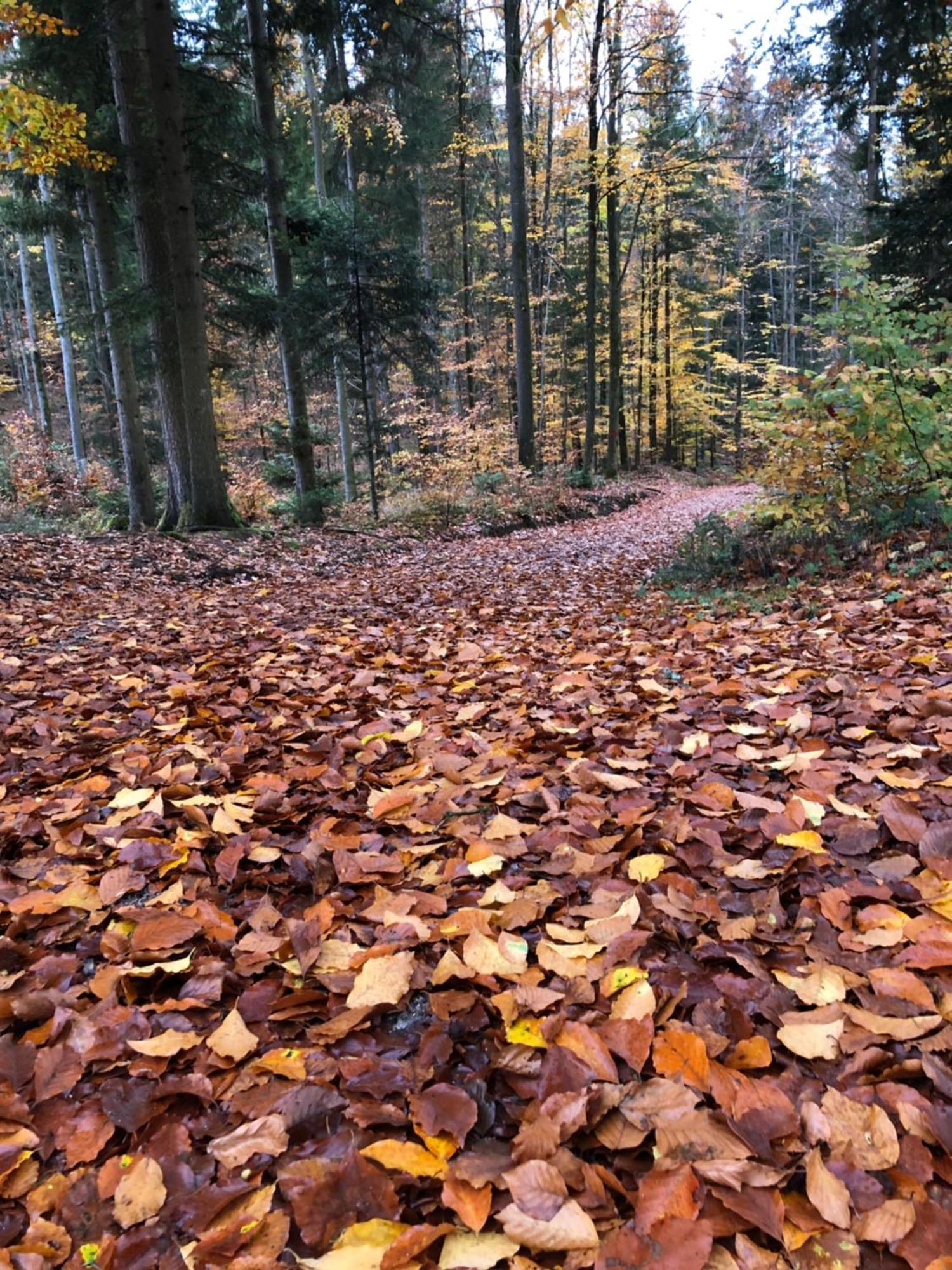 Pension Roklan Železná Ruda Exteriér fotografie